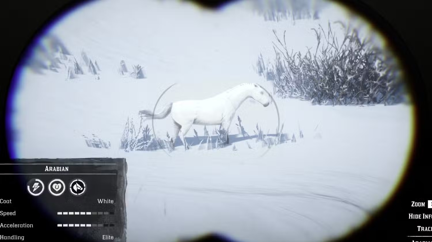 Arabian