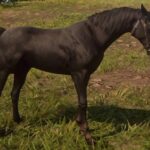 Black Arabian